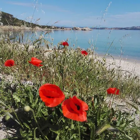 Edera * Baja Sardinia